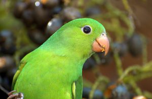 [VÍDEO]Manuel Serrão traz um periquito