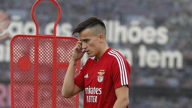 Cervi de malas feitas.